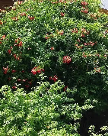 بيت ضيافة Grill Garten Vendeghaz كيستاي