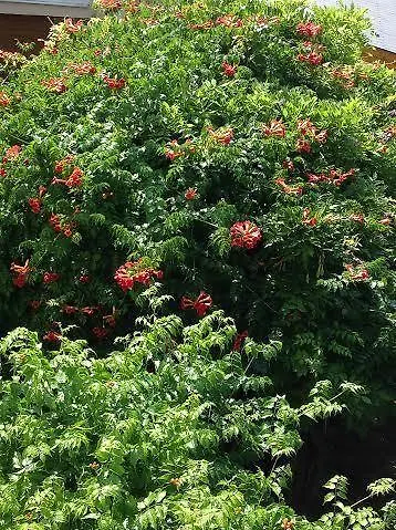 בית הארחה Grill Garten Vendeghaz קסזטלי