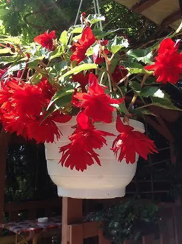 בית הארחה Grill Garten Vendeghaz