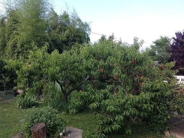 Grill Garten Vendégház Keszthely